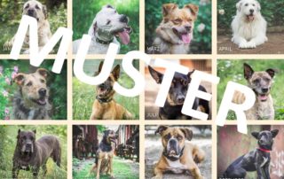 Tierheim Kalender Übersicht Hunde