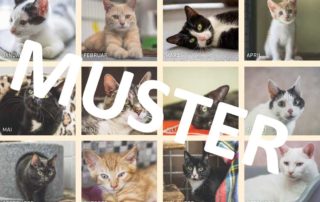Tierheim Kalender Übersicht Katzen