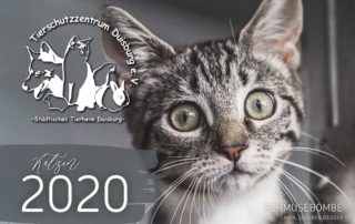 Tierheim Kalender 2020 Katze