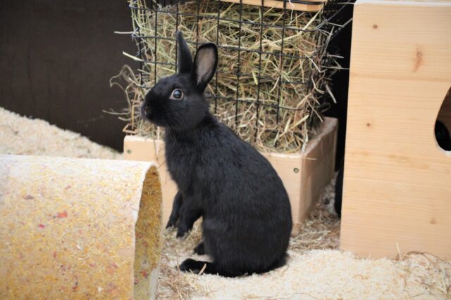 Blacky und Onyx suchen ein neues Zuhause