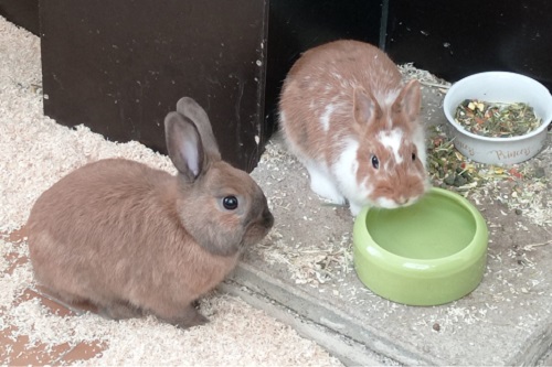 Tierheim duisburg - Kaninchen Chris und Flow suchen zusammen ein neues Zuhause