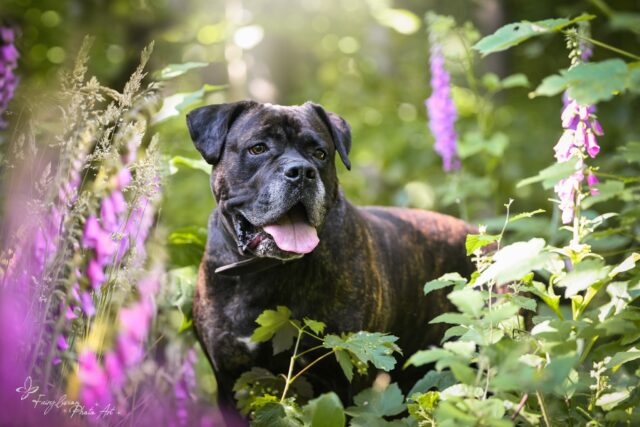 Purple sucht ein neues Zuhause