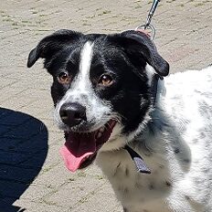 Tierheim Duisburg - Hund Fuffy sucht ein neues Zuhause