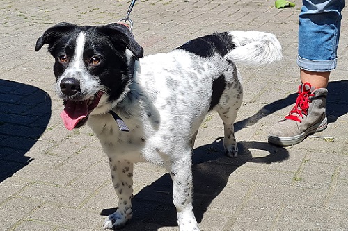 Tierheim Duisburg - Hund Fuffy sucht ein neues Zuhause