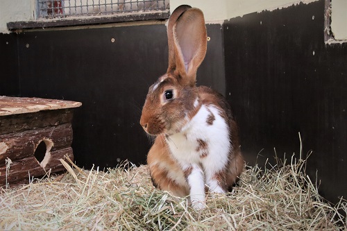 Tierheim Duisburg - Kaninchen Hoppelchen auf der Suche nach einen neuen Zuhause