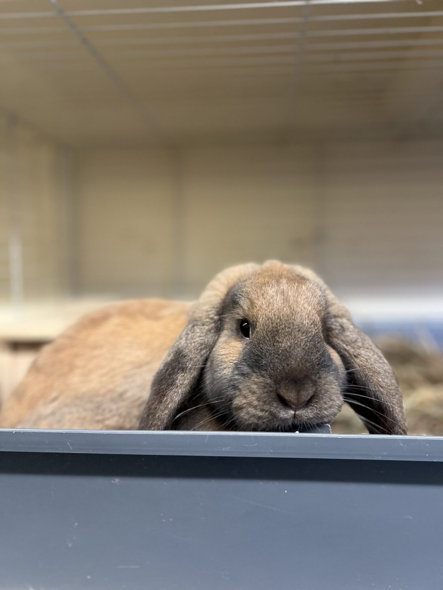 Flynn Rabbit flotte “ Flynn Rider – Tierheim Duisburg