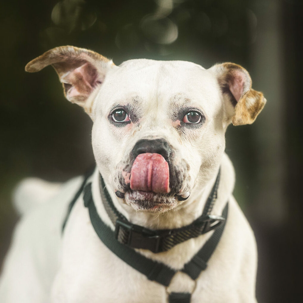 Odie Im Training Tierheim Duisburg