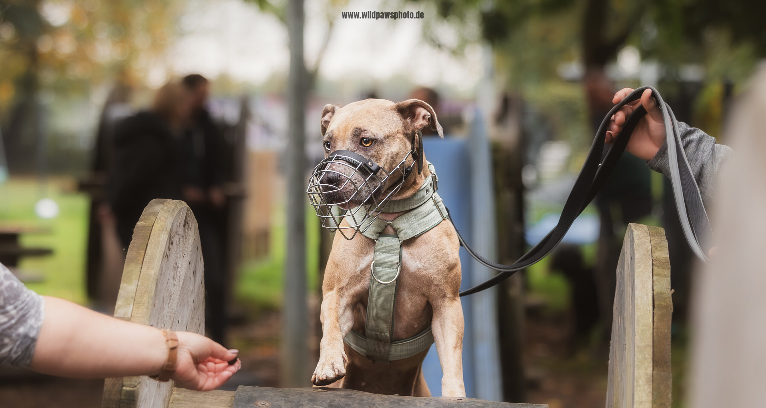 Tierheim-Ninja-Dogs-10