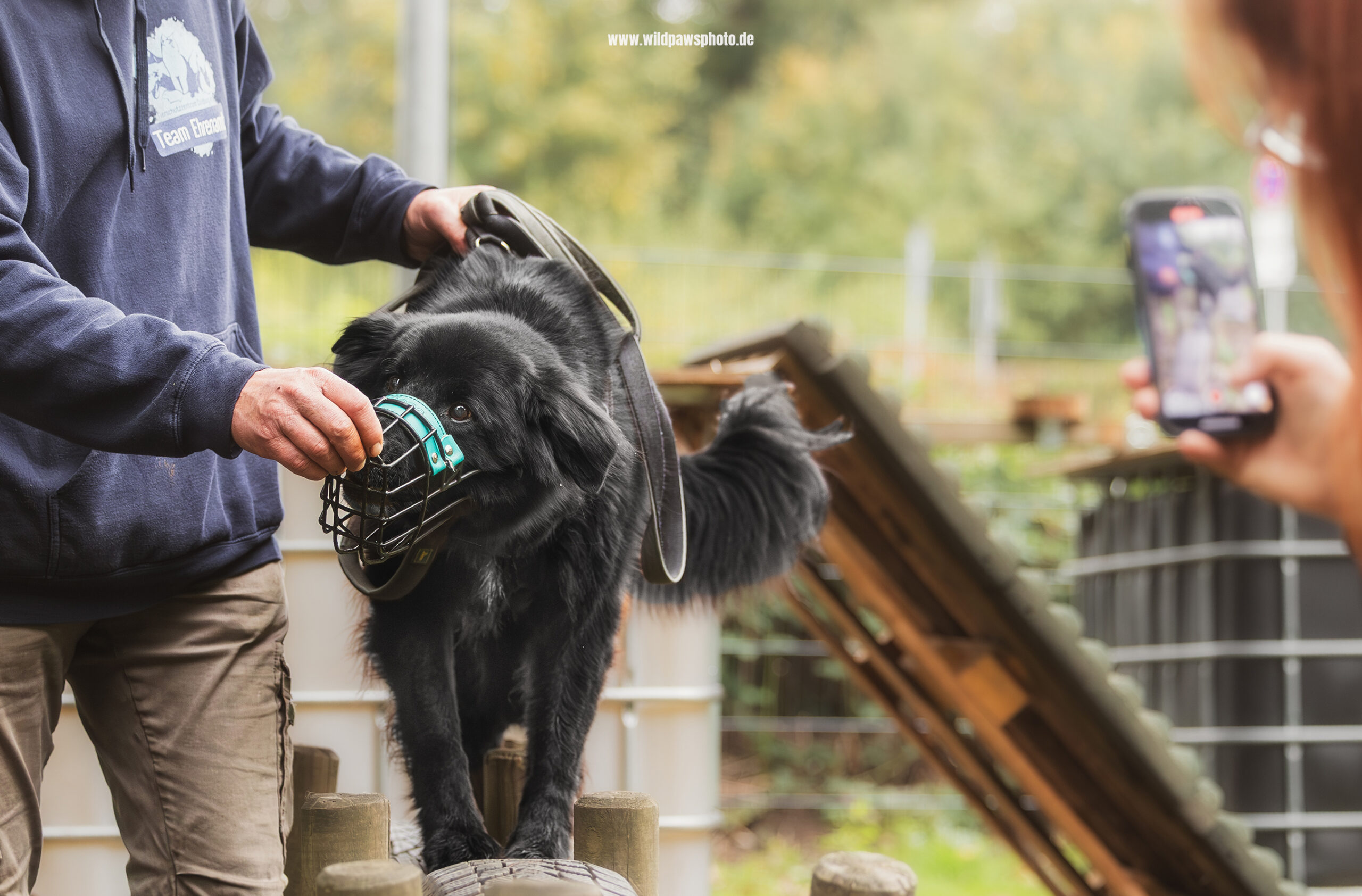 Tierheim-Ninja-Dogs-14