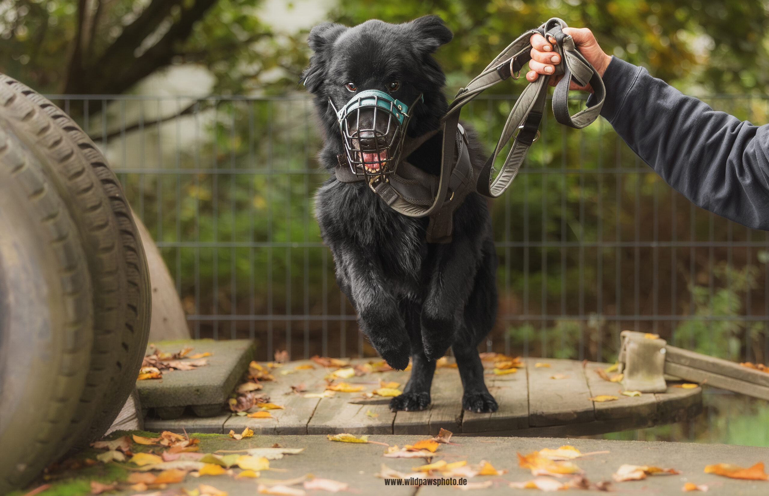 Tierheim-Ninja-Dogs-16