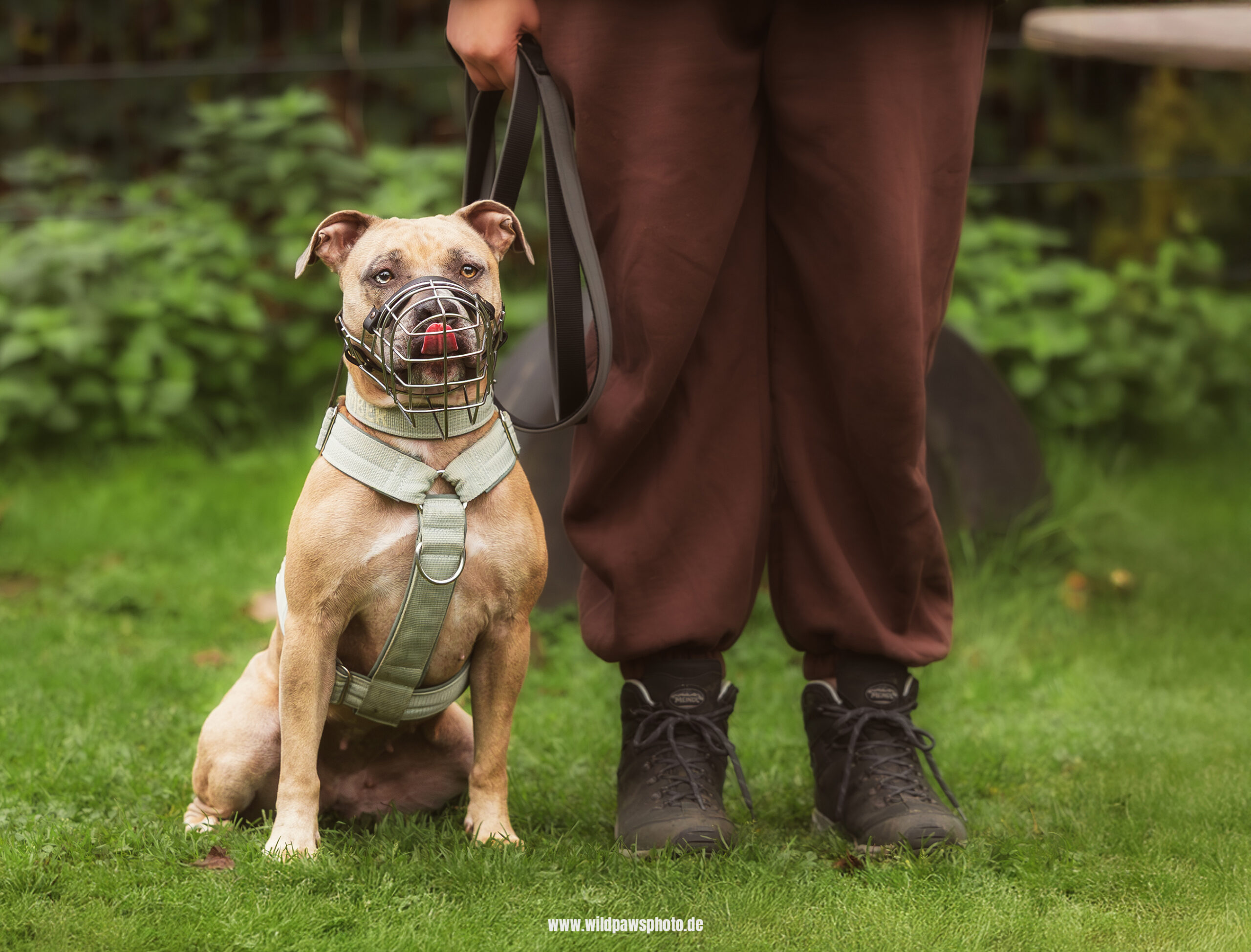 Tierheim-Ninja-Dogs-3 (1)