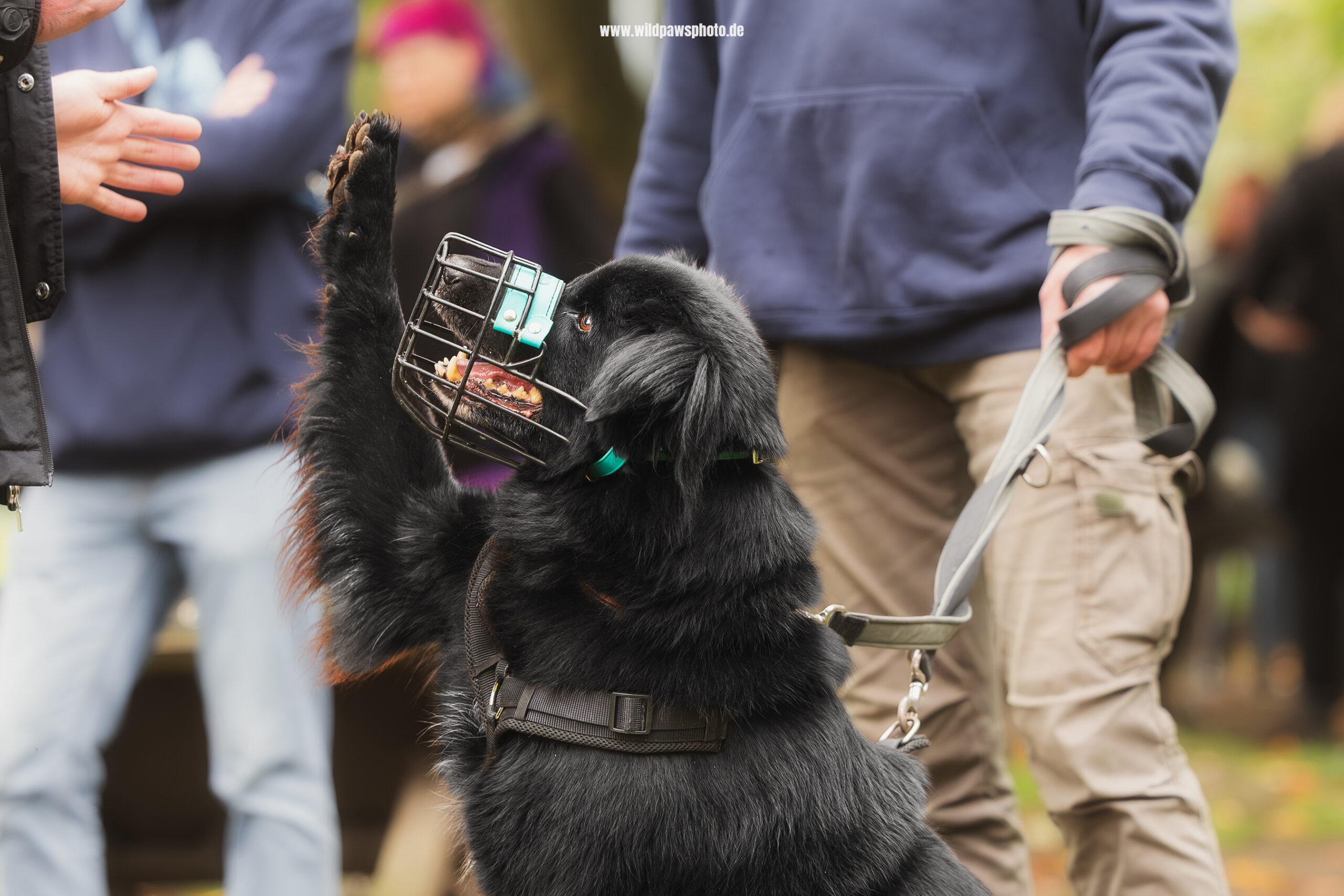 Tierheim-Ninja-Dogs-8